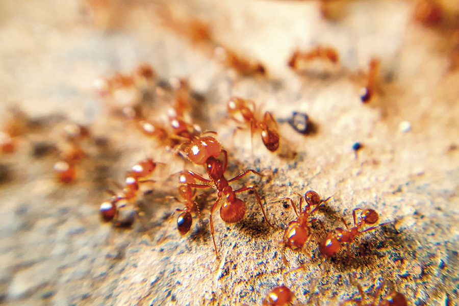 ants-control-service-in-lake-vila-il.jpg