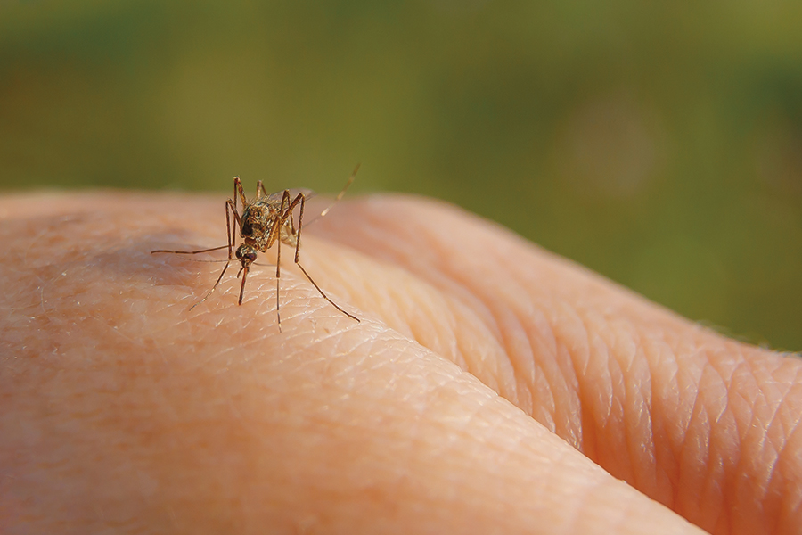 mosquito-pest-control-service-lake-vila-il.jpg