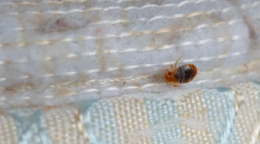 close up of a bed bug before bed bug treatment gurnee il