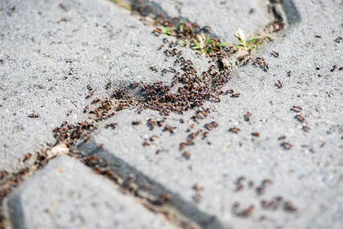 ants in cracks of concrete lake vila il