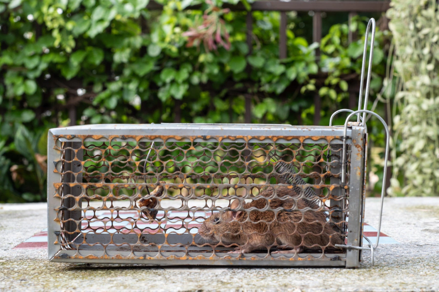 mice control of residential house trapping service