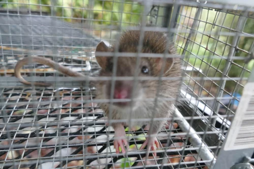 small mouse caught on trap
